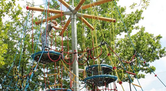 Birds Nest Tree