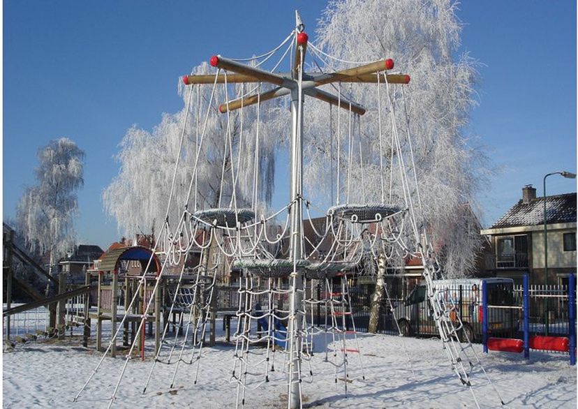 Bird‘s nest tree