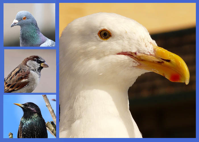 4 different pest birds