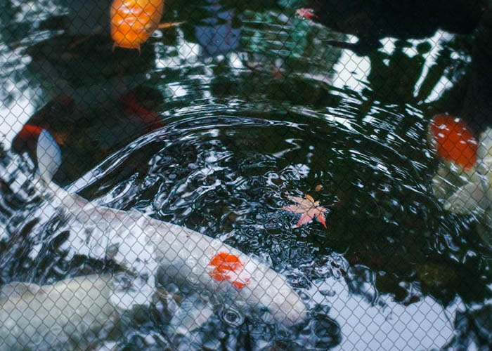 protective netting over fish pond